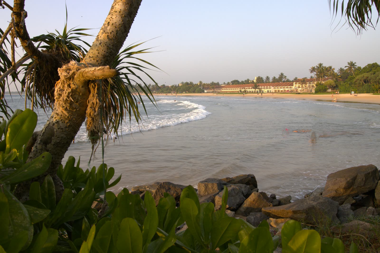 Golden evening light over Bentota Beach, framed by a screw pine tree and coastal rocks