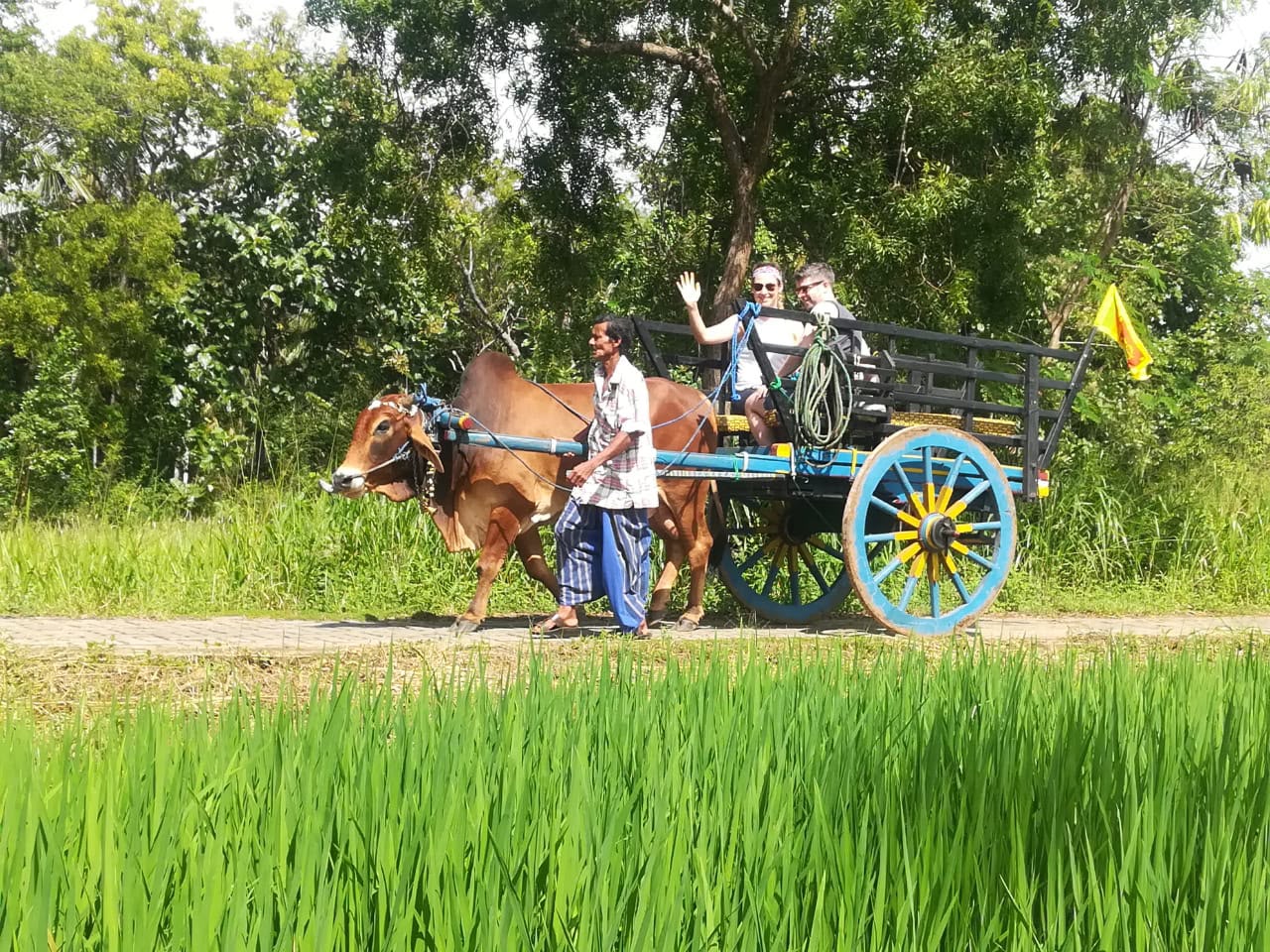 Travelers wave from a traditional ox cart as it rolls past vivid green rice paddies, led by a local guide.