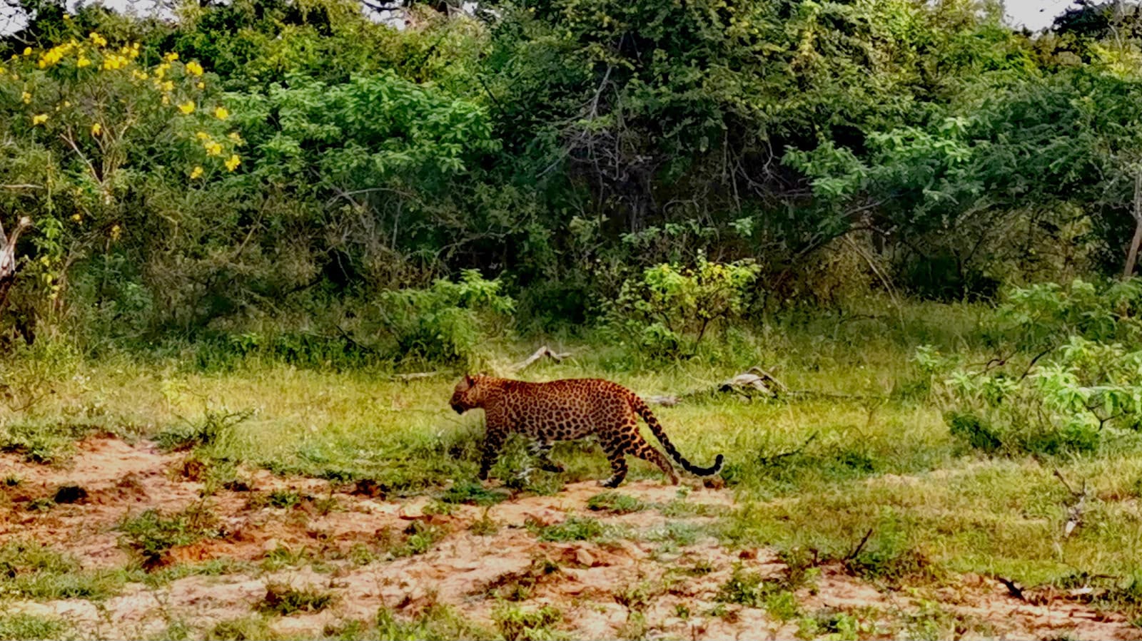 A Sri Lankan leopard strides confidently across the grassland during a national park safari.