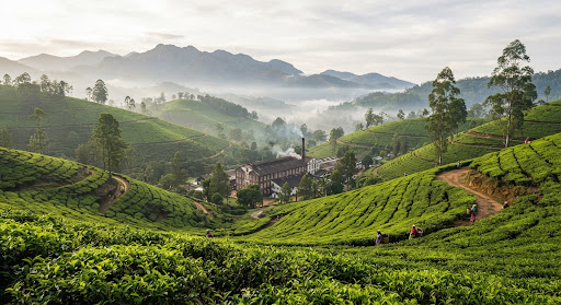 Misty morning rolling tea plantations in Nuwara Eliya, Sri Lanka with neat emerald tea bushes lining cascading slopes, colonial heritage tea factory nestled in highland valley, soft sunlight breaking through clouds, rich British Ceylon ambiance with lush mountain vistas.