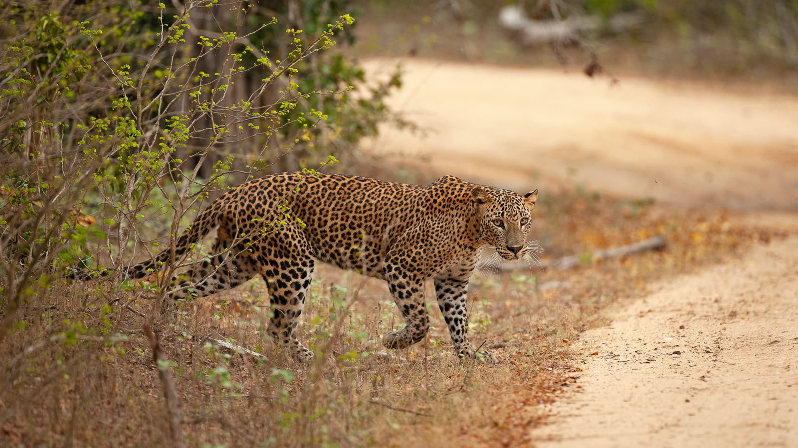 A Sri Lankan leopard crossing a sandy safari track in Yala National Park